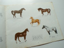 1965 BESWICK HORSES AND PONIES Trade Catalogue Longton Staffordshire Potteries  (8)