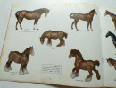 1965 BESWICK HORSES AND PONIES Trade Catalogue Longton Staffordshire Potteries  (9)