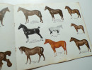 1965 BESWICK HORSES AND PONIES Trade Catalogue Longton Staffordshire Potteries  (10)