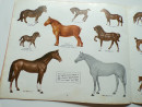 1965 BESWICK HORSES AND PONIES Trade Catalogue Longton Staffordshire Potteries  (11)