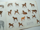 1965 BESWICK HORSES AND PONIES Trade Catalogue Longton Staffordshire Potteries  (12)