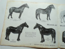 1965 BESWICK HORSES AND PONIES Trade Catalogue Longton Staffordshire Potteries  (13)