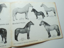 1965 BESWICK HORSES AND PONIES Trade Catalogue Longton Staffordshire Potteries  (14)