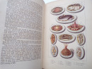 1875 Ellis's AMERICAN COOKERY BOOK Pastry Puddings Food Drinks Cooking Dinners  (19)