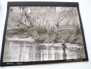 1953 Photographs Album FISHING on THE RIVER TORRIDGE DEVON Angling (13)