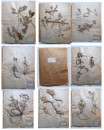 A FRENCH HERBARIUM  (1)