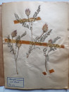 A FRENCH HERBARIUM  (4)