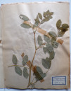 A FRENCH HERBARIUM  (5)