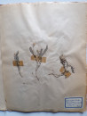 A FRENCH HERBARIUM  (6)