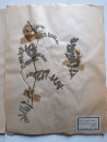 A FRENCH HERBARIUM  (7)