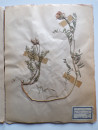 A FRENCH HERBARIUM  (8)