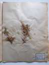 A FRENCH HERBARIUM  (9)