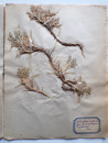 A FRENCH HERBARIUM  (10)