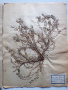 A FRENCH HERBARIUM  (11)