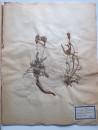 A FRENCH HERBARIUM  (12)