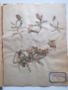 A FRENCH HERBARIUM  (13)