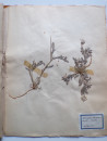 A FRENCH HERBARIUM  (14)