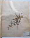 A FRENCH HERBARIUM  (15)