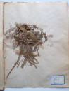 A FRENCH HERBARIUM  (16)