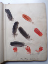 1885 Victorian ALBUM of REAL BIRD FEATHERS Ornithology Grouse Pheasant Pigeon  (5)