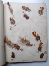 1885 Victorian ALBUM of REAL BIRD FEATHERS Ornithology Grouse Pheasant Pigeon  (6)