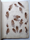 1885 Victorian ALBUM of REAL BIRD FEATHERS Ornithology Grouse Pheasant Pigeon  (9)