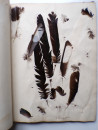 1885 Victorian ALBUM of REAL BIRD FEATHERS Ornithology Grouse Pheasant Pigeon  (17)