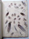 1885 Victorian ALBUM of REAL BIRD FEATHERS Ornithology Grouse Pheasant Pigeon  (20)