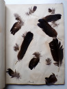 1885 Victorian ALBUM of REAL BIRD FEATHERS Ornithology Grouse Pheasant Pigeon  (21)