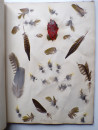 1885 Victorian ALBUM of REAL BIRD FEATHERS Ornithology Grouse Pheasant Pigeon  (23)