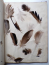 1885 Victorian ALBUM of REAL BIRD FEATHERS Ornithology Grouse Pheasant Pigeon  (25)