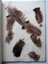 1885 Victorian ALBUM of REAL BIRD FEATHERS Ornithology Grouse Pheasant Pigeon  (28)