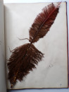 1885 Victorian ALBUM of REAL BIRD FEATHERS Ornithology Grouse Pheasant Pigeon  (31)