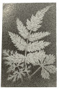 35 ferns 1