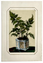 35 ferns 3
