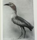 The Birds of Dumfriesshire, Hugh S. Gladstone, Numbered Limited Edition, 1910 IMG_93492