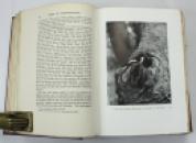 The Birds of Dumfriesshire, Hugh S. Gladstone, Numbered Limited Edition, 1910 IMG_9344