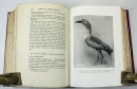 The Birds of Dumfriesshire, Hugh S. Gladstone, Numbered Limited Edition, 1910 IMG_9349