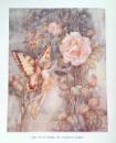 162 Glimpse of Fairyland louise Fry (31) x