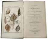venning conchology