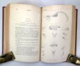 Narrative of A Voyage to the Polar Sea During 1875-6 in H.M. Ships 'Albert' and 'Discovery', by Capt. Sir G.S. Nares, 1878 IMG_2705