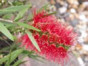 Callistemon