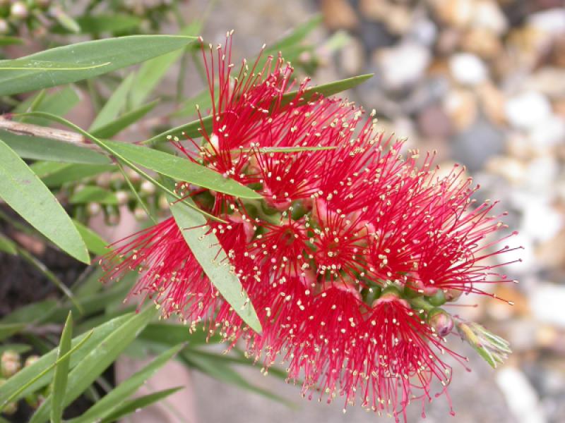 Callistemon