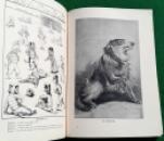 221 Louis Wain's Annual 1911-12 (21) x