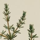 Coprosma acerosa alt