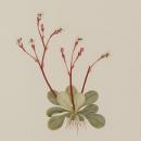 Stylidium alt