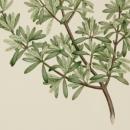 Coprosma propinqua alt