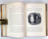 The Gamekeeper at Home; Sketches of Natural History and Rural Life, Richard Jefferies, 1880 IMG_8042