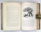 The Gamekeeper at Home; Sketches of Natural History and Rural Life, Richard Jefferies, 1880 IMG_8044