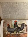 poultry2